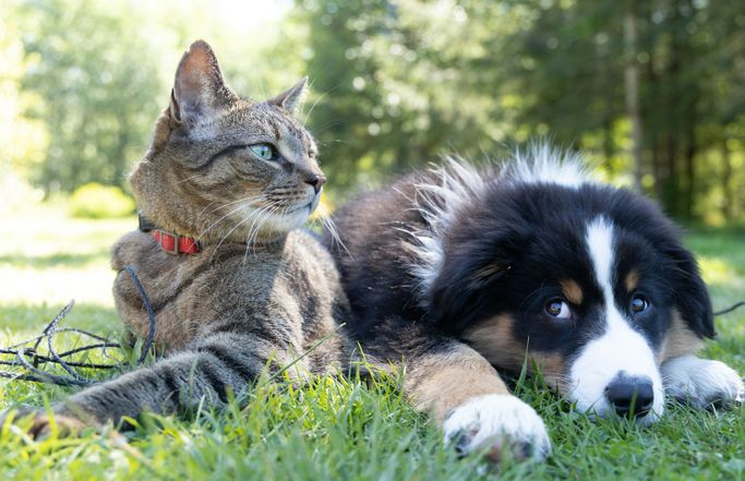 Liebe Gäste mit Hunde